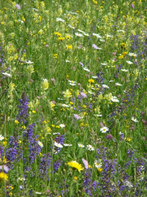 Blumenwiesen/Foto: Schwäbischer Albverein